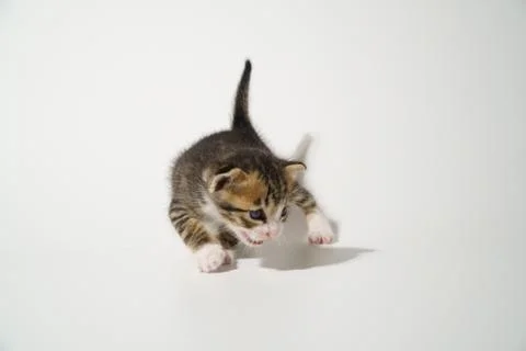Tabby Cat kitten posing on white background tiger marble stripe Stock Photos