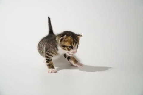 Tabby Cat kitten posing on white background tiger marble stripe Stock Photos