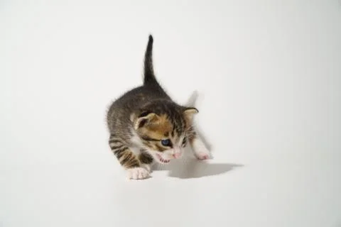 Tabby Cat kitten posing on white background tiger marble stripe Stock Photos