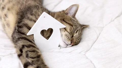 Tabby cat kitty relax in bathroom sink on bed window.hand petting cat Stock Footage 242594257