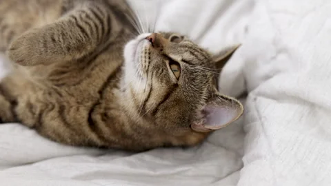 Tabby cat kitty relax in bathroom sink on bed window.hand petting cat Stock Footage 242594264