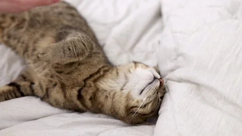 Tabby cat kitty relax in bathroom sink on bed window.hand petting cat Stock Footage 242594310