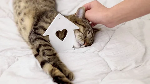 Tabby cat kitty relax in bathroom sink on bed window.hand petting cat Stock Footage 242594317