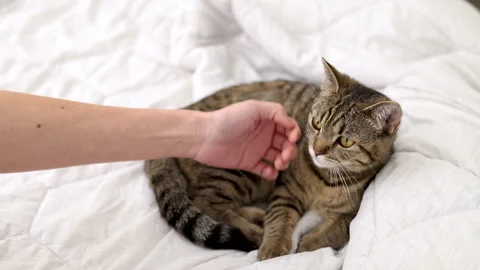 Tabby cat kitty relax in bathroom sink on bed window.hand petting cat Stock Footage 242594320