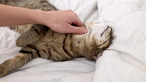 Tabby cat kitty relax in bathroom sink on bed window.hand petting cat Stock Footage 242594339