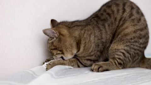 Tabby cat kitty relax in bathroom sink on bed window.hand petting cat Stock Footage 242594403