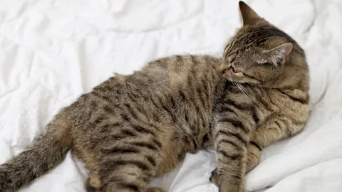 Tabby cat kitty relax in bathroom sink on bed window.hand petting cat Stock Footage 242594407