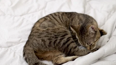 Tabby cat kitty relax in bathroom sink on bed window.hand petting cat Stock Footage 242594423