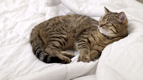 Tabby cat kitty relax in bathroom sink on bed window.hand petting cat Stock Footage 242594433