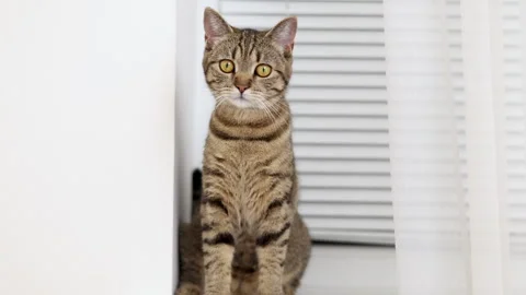 Tabby cat kitty relax in bathroom sink on bed window.hand petting cat Stock Footage 242594469