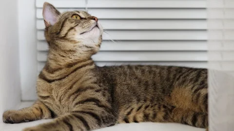 Tabby cat kitty relax in bathroom sink on bed window.hand petting cat Stock Footage 242594473