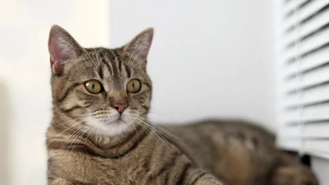 Tabby cat kitty relax in bathroom sink on bed window.hand petting cat Stock Footage 242594481