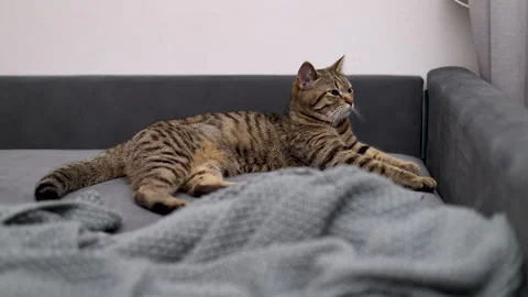 Tabby cat kitty relax in bathroom sink on bed window.hand petting cat Stock Footage 242594482