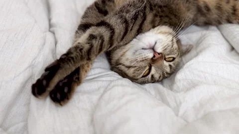 Tabby cat kitty relax in bathroom sink on bed window.hand petting cat Stock Footage 242594483
