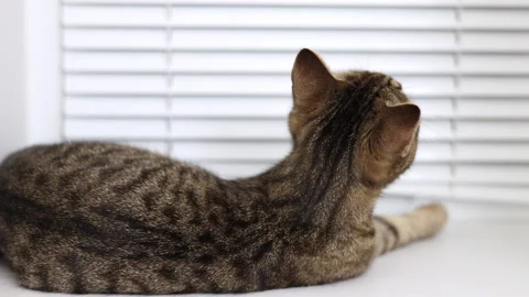 Tabby cat kitty relax in bathroom sink on bed window.hand petting cat Stock Footage 242594521