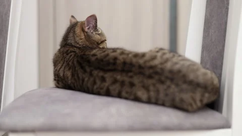 Tabby cat kitty relax in bathroom sink on bed window.hand petting cat Stock Footage 242594525