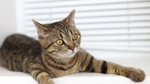 Tabby cat kitty relax in bathroom sink on bed window.hand petting cat Stock Footage 242594528