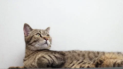 Tabby cat kitty relax in bathroom sink on bed window.hand petting cat Stock Footage 242594531