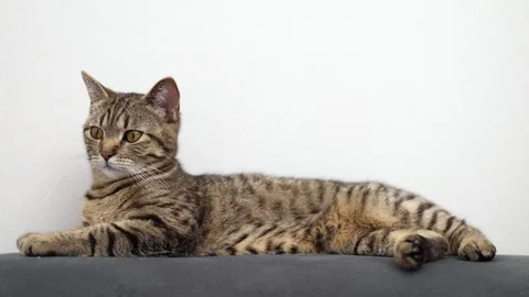 Tabby cat kitty relax in bathroom sink on bed window.hand petting cat Stock Footage 242594539