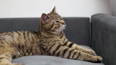 Tabby cat kitty relax in bathroom sink on bed window.hand petting cat Stock Footage 242594560