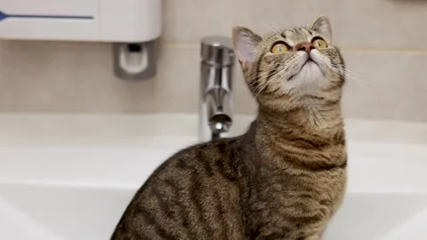 Tabby cat kitty relax in bathroom sink on bed window.hand petting cat Stock Footage 242594563