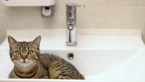Tabby cat kitty relax in bathroom sink on bed window.hand petting cat Stock Footage 242594576