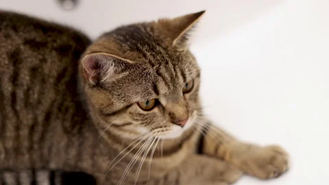 Tabby cat kitty relax in bathroom sink on bed window.hand petting cat Stock Footage 242594577