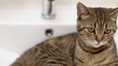 Tabby cat kitty relax in bathroom sink on bed window.hand petting cat Stock Footage 242594592