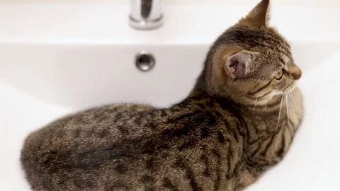 Tabby cat kitty relax in bathroom sink on bed window.hand petting cat Stock-Footage 242594604