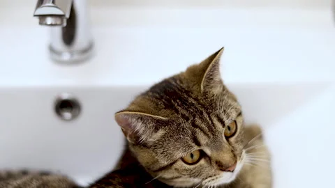 Tabby cat kitty relax in bathroom sink on bed window.hand petting cat Stock-Footage 242594611