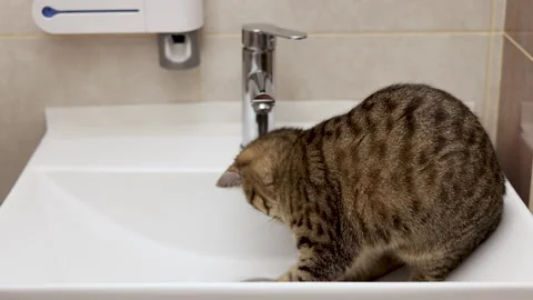 Tabby cat kitty relax in bathroom sink on bed window.hand petting cat Stock-Footage 242594612
