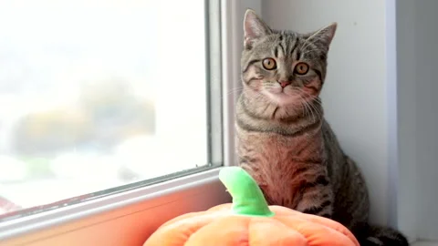 Tabby cat kitty sitting on window sill with halloween soft toy pumpkin 動画素材 223508364