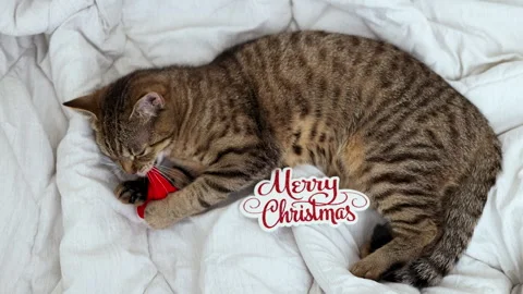 Tabby cat kitty with small santa claus cap hat or candy christmas cane,or lights Stock Footage 253382781