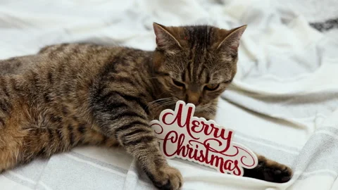 Tabby cat kitty with small santa claus cap hat or candy christmas cane,or lights Stock Footage 253382803