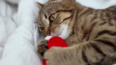Tabby cat kitty with small santa claus cap hat or candy christmas cane,or lights Stock Footage 253382987