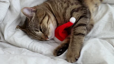 Tabby cat kitty with small santa claus cap hat or candy christmas cane,or lights Stock Footage 253383031