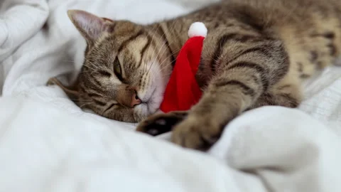 Tabby cat kitty with small santa claus cap hat or candy christmas cane,or lights Stock Footage 253383032