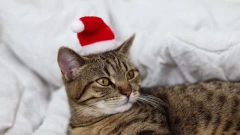Tabby cat kitty with small santa claus cap hat or candy christmas cane,or lights Stock Footage 253383407