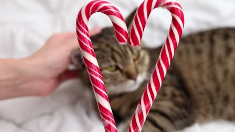 Tabby cat kitty with small santa claus cap hat or candy christmas cane,or lights Stock Footage 253383495