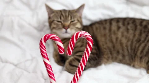 Tabby cat kitty with small santa claus cap hat or candy christmas cane,or lights Stock Footage 253383521