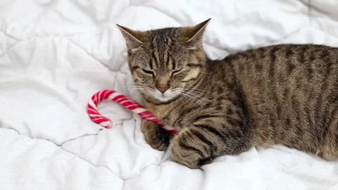 Tabby cat kitty with small santa claus cap hat or candy christmas cane,or lights Stock-Footage 253383579