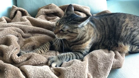 Tabby Cat Kneading On Blanket, Sofa 4K Stock Footage