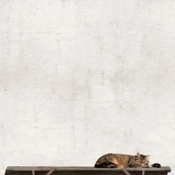 Tabby cat laying on the bench Stock Photos