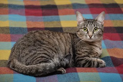 Tabby cat laying down on blanket Stock-Fotos