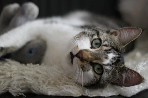 Tabby cat laying down looking alert. Stock Photos