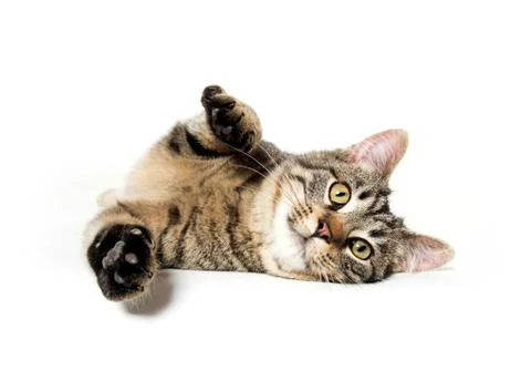 Tabby cat laying down Stock-Fotos