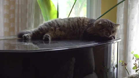 A Tabby Cat lays sleeping on a black piano inside a house Stock Footage 327175005