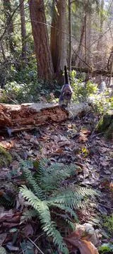 Tabby cat leaping off log in the forest by icy pond with sunshine Stock Photos
