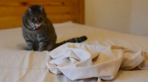 Tabby cat leaping on toy on bed Stock Footage 47324604