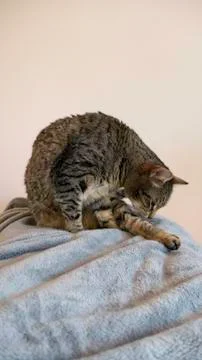 Tabby cat licked itself Stock Photos